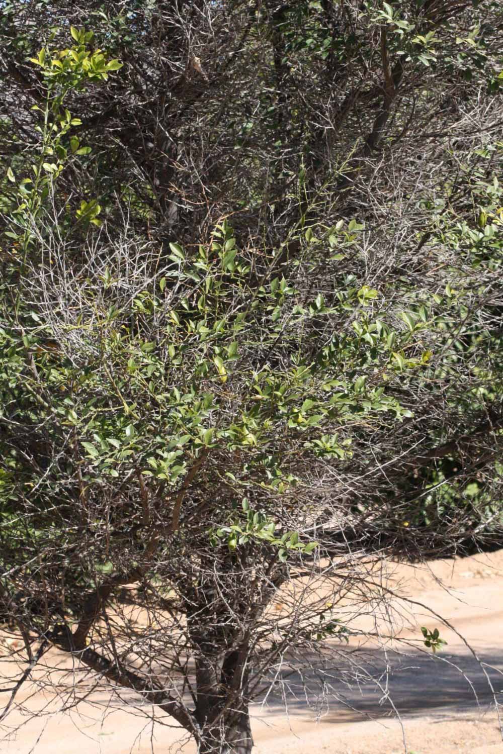              Habit (Riverside, CA)       